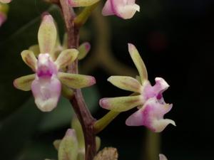 Cleisostoma arietinum