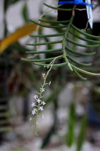 Cleisostoma arietinum