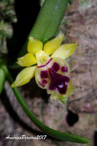 Gastrochilus retrocallus
