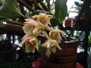 Dendrobium macrophyllum