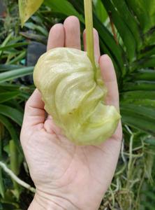 Coryanthes macrantha