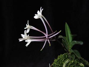Vanda falcata
