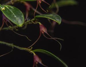 Stellamaris pergrata