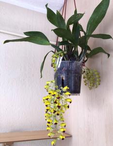Gomesa echinata