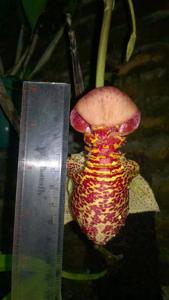 Coryanthes macrantha