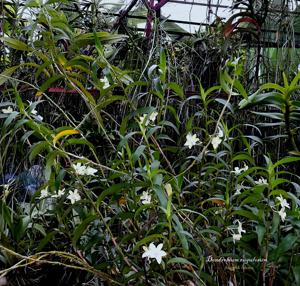 Dendrobium rugulosum