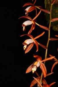 Coelogyne odoardi