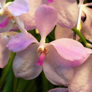 Vanda coerulea