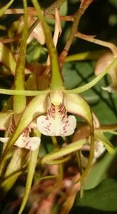 Dendrobium tetragonum var. melaleucaphilum