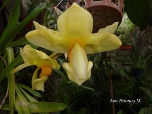 Stanhopea intermedia