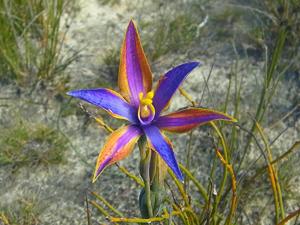 Thelymitra speciosa
