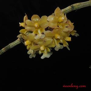 Dendrobium crabro
