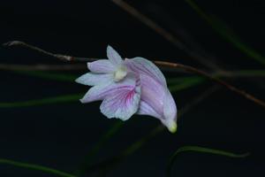 Dendrobium butchcamposii