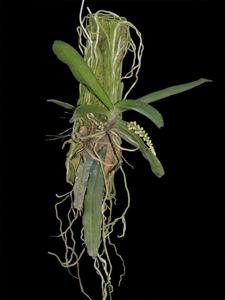 Pomatocalpa spicatum