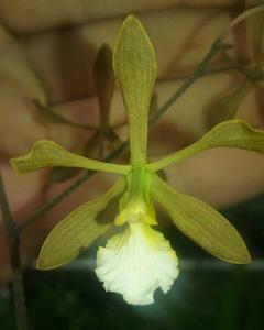 Encyclia aspera