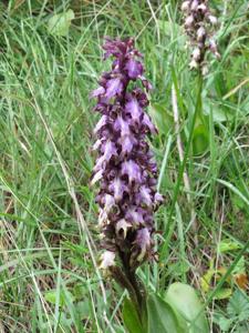 Himantoglossum robertianum