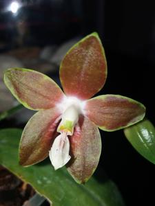 Phalaenopsis venosa