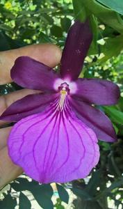 Miltonia moreliana