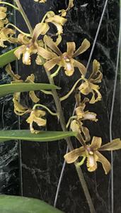 Dendrobium sylvanum