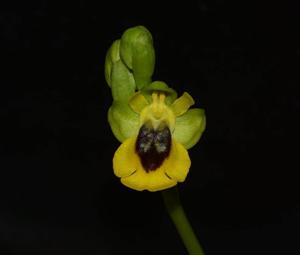 Ophrys lutea