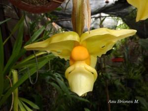 Stanhopea intermedia