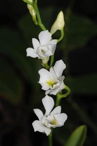 Beclardia macrostachya