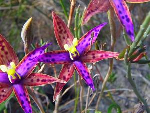 Thelymitra speciosa