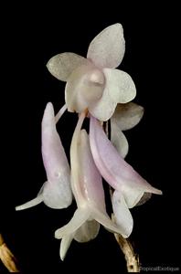 Dendrobium aphanochilum