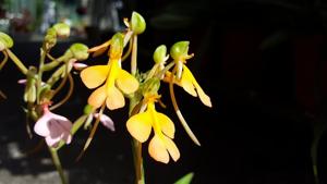Habenaria rhodocheila