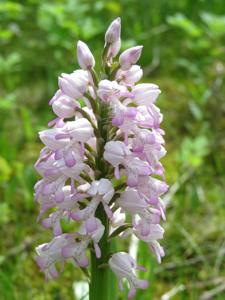 Orchis militaris