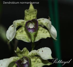 Dendrobium atroviolaceum