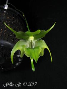 Aeranthes ramosa