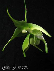 Aeranthes ramosa