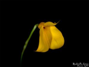 Masdevallia davisii