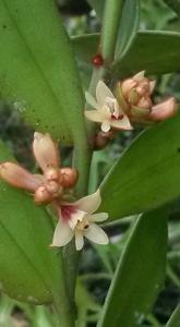 Trichotosia velutina