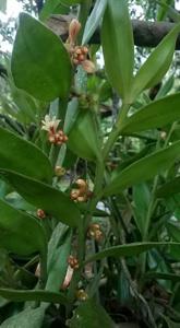 Trichotosia velutina