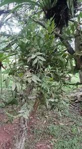 Trichotosia velutina