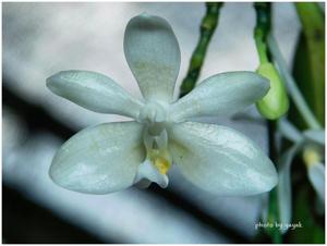Phalaenopsis modesta