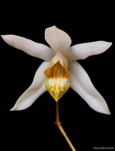 Coelogyne palawanensis