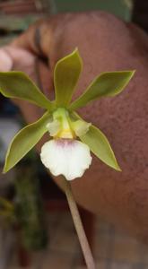 Encyclia argentinensis