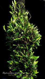 Dendrobium chrysotropis