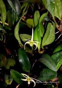 Dendrobium chrysotropis