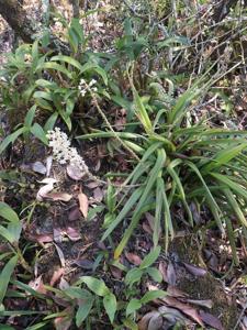 Mycaranthes floribunda