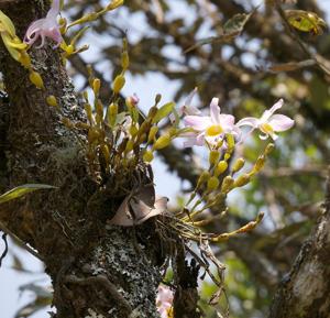 Dendrobium findlayanum