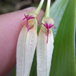 Bulbophyllum biflorum