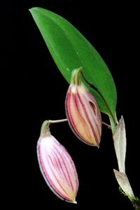 Zootrophion oblongifolium