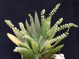 Ornithocephalus manabina