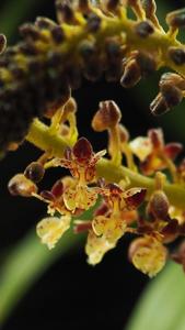 Mycaranthes latifolia