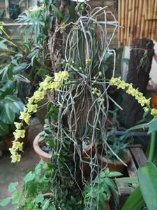 Chiloschista parishii