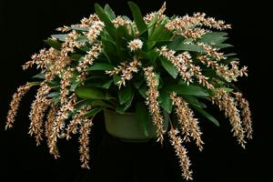 Coelogyne cootesii
